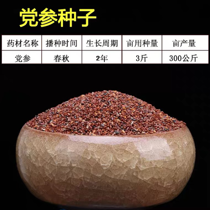 湖北恩施正宗板党种子党参种子当年新种子出芽率高