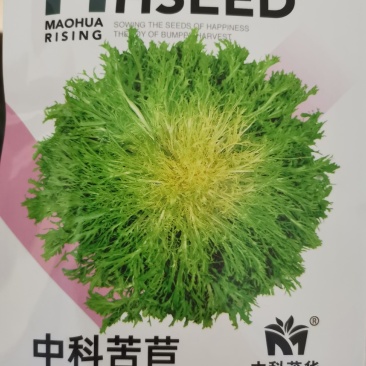 中科苦苣种子，外叶绿色，心部浅黄，耐寒较耐热，质脆嫩