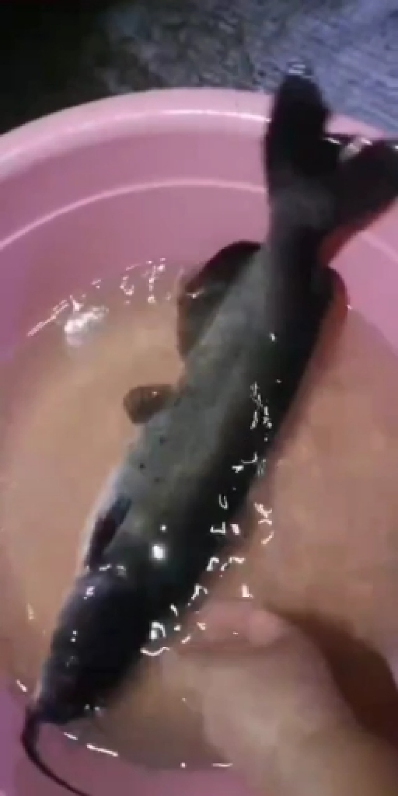 风干鱼各类风干鱼大小规格风干鱼，可平台交易