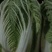 冬储优质大白菜现货八百吨