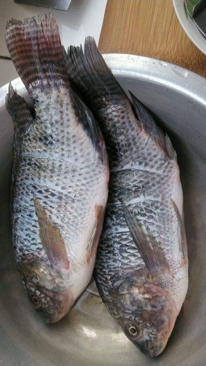 去鳞去内脏去腮/罗非鱼/烧烤火锅店特色食材/原汁原味