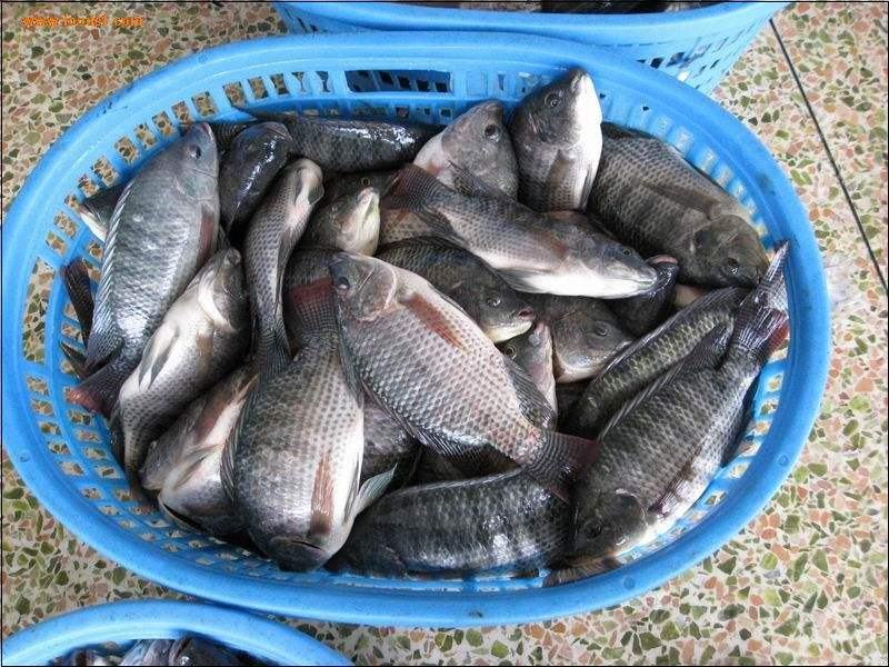 去鳞去内脏去腮/罗非鱼/烧烤火锅店特色食材/原汁原味
