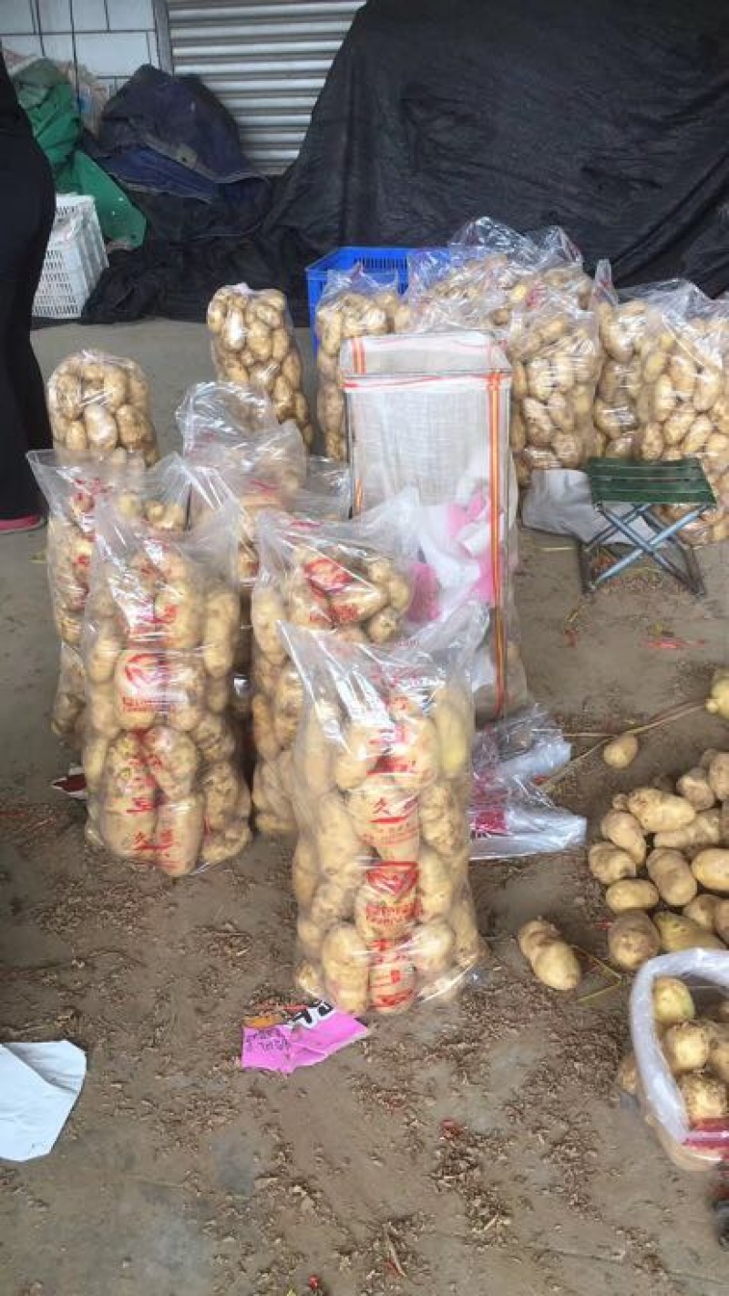 江苏土豆，荷兰十五土豆，产地直发欢迎客商来电咨询