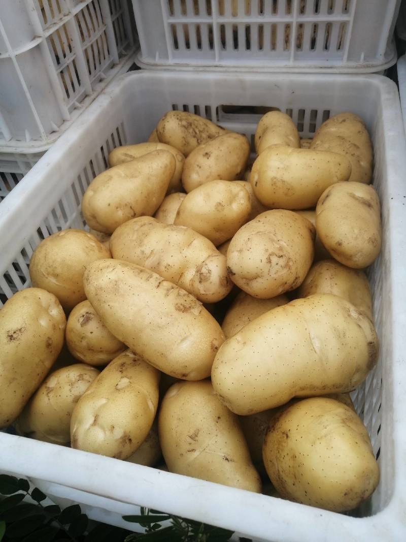 江苏土豆，荷兰十五土豆，产地直发欢迎客商来电咨询