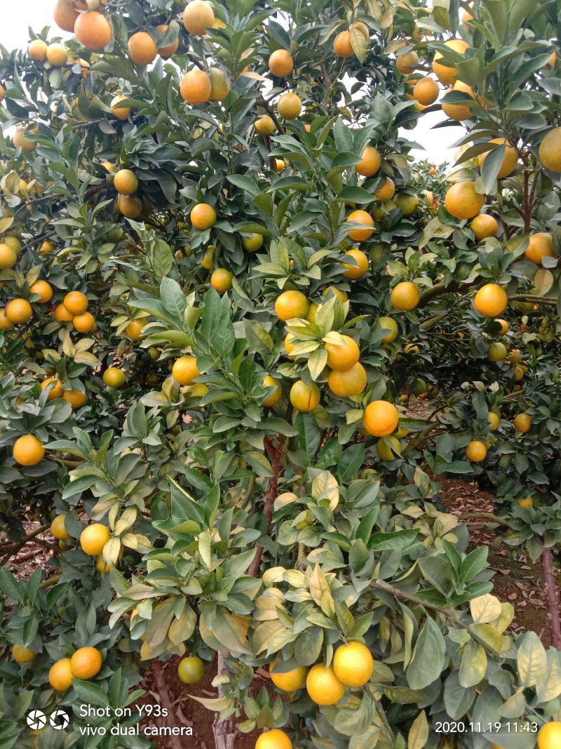 红江橙冰糖橙大量货源.糖度高.水分多.颗粒饱满