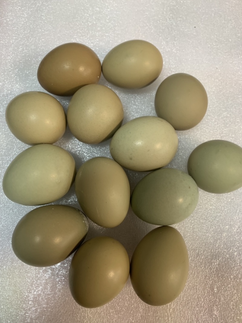 七彩山鸡蛋蛋中稀有珍品，新鲜现拾批发靓蛋