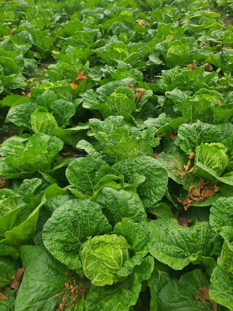 黄心大白菜秋宝品种