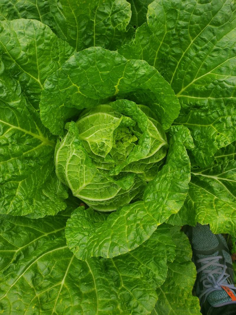 黄心大白菜秋宝品种