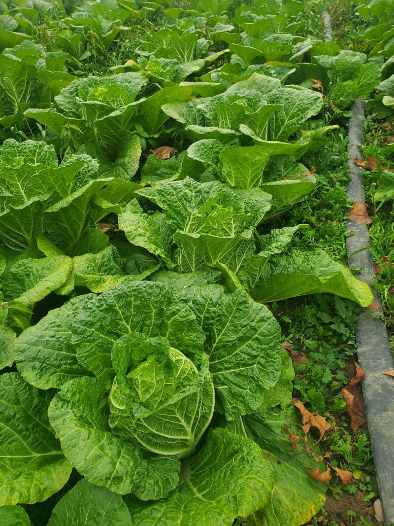 黄心大白菜秋宝品种