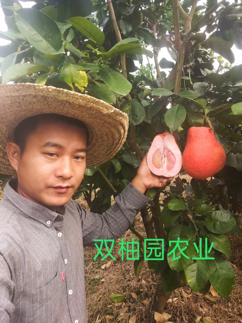 正宗泰国暹罗红柚苗.泰国三红蜜柚苗.中国红柚苗质量保证