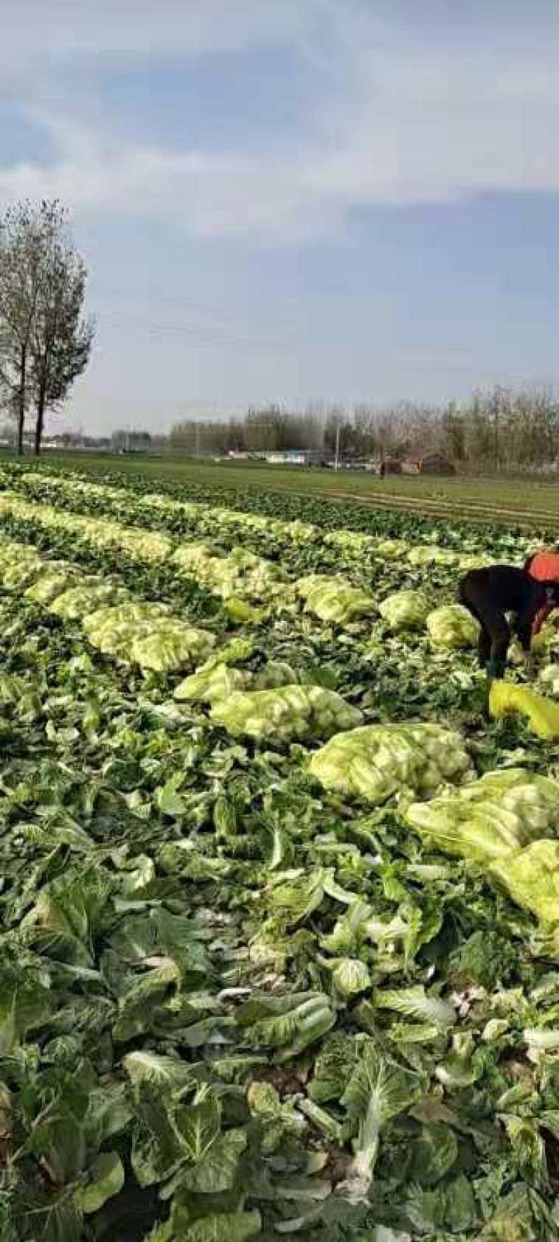 内黄县娃娃菜，诚信经营、货源充足，一手货源