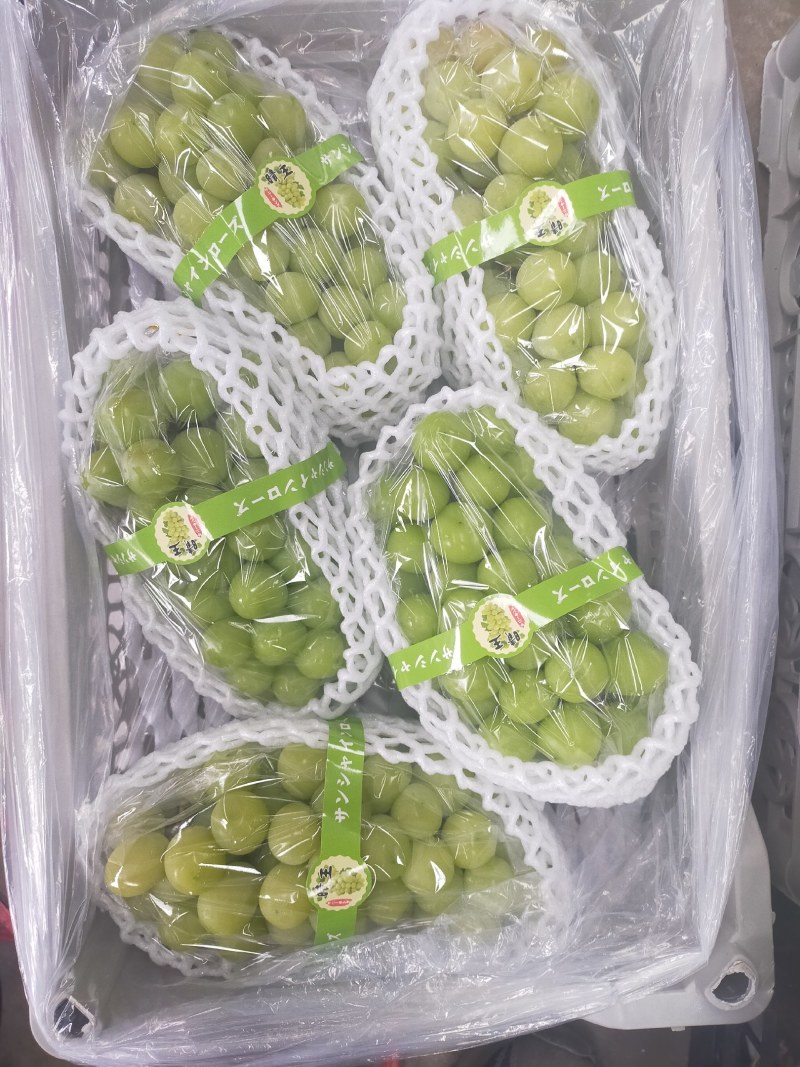 香印阳光玫瑰海量货源，框装，箱装有，质量好价格美丽