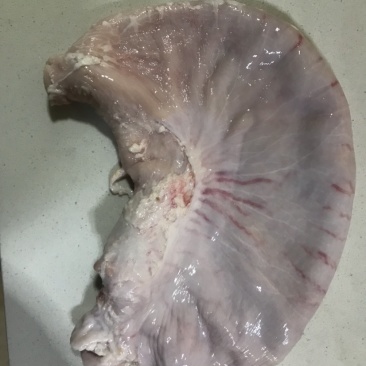 猪肚┈国产精品猪肚——支持随时看货16片装┈质量如图