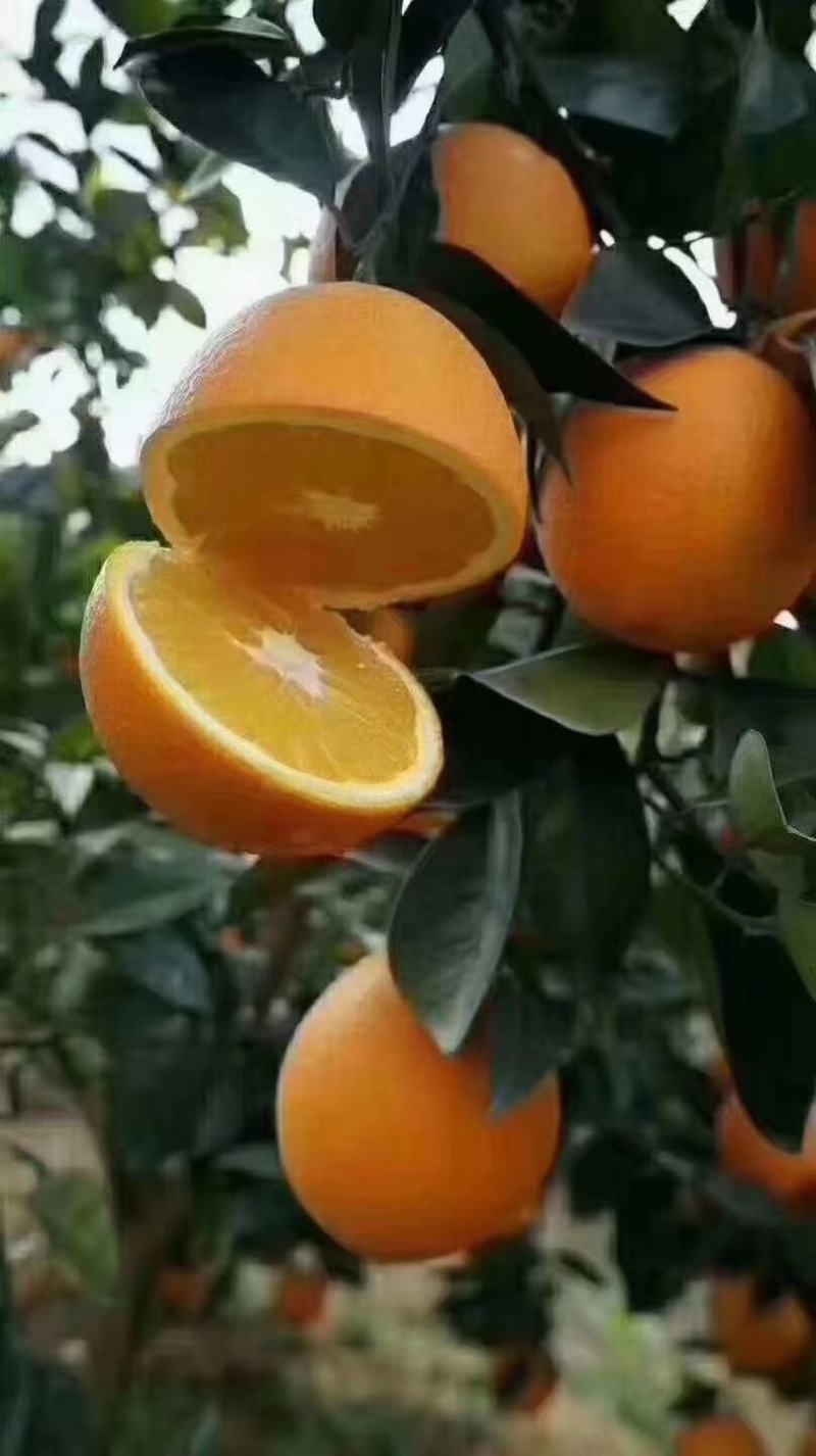 正宗江西赣州脐橙，硒元素丰富的土壤地种植，口感就是不一样