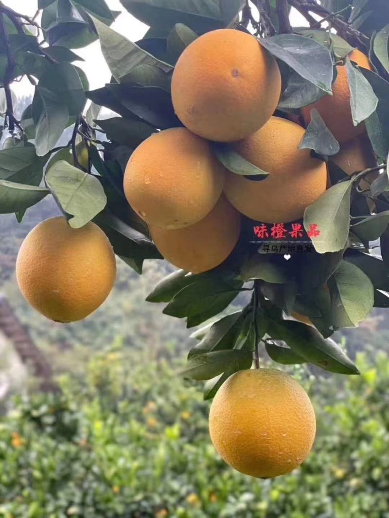 正宗江西赣州脐橙，硒元素丰富的土壤地种植，口感就是不一样