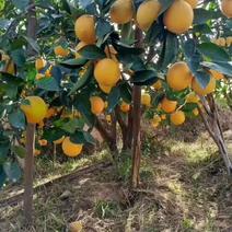 正宗江西赣州脐橙，硒元素丰富的土壤地种植，口感就是不一样