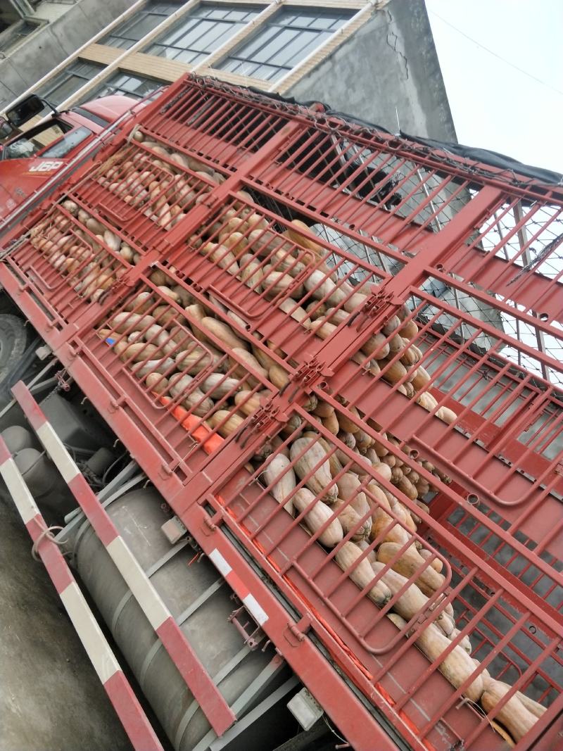 蜜本南瓜4~5斤以上，长条形，种植基地直供