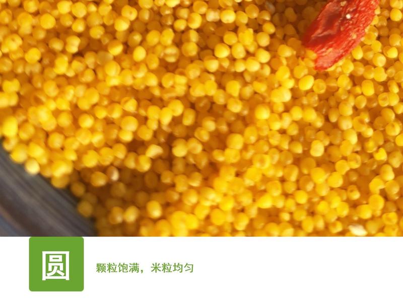 黄小米新小米黄金苗晋谷21五谷杂粮店商批发供货代发，