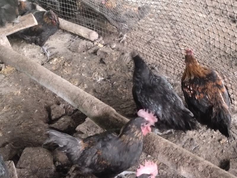 乌骨鸡成品，诚信商家，走地鸡，可实地看货
