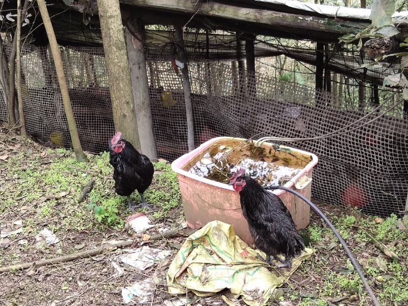 乌骨鸡成品，诚信商家，走地鸡，可实地看货