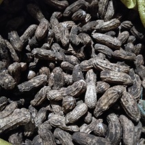 攀枝花优质水果牛奶花生