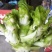 蔬菜/儿菜/根茎类/大小货