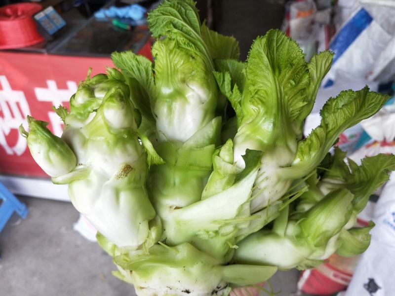 蔬菜/儿菜/根茎类/大小货