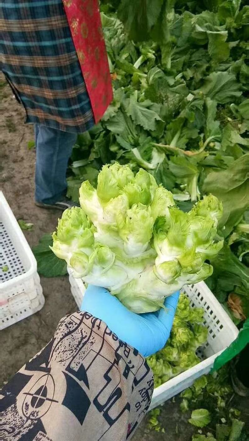 蔬菜/儿菜/根茎类/大小货