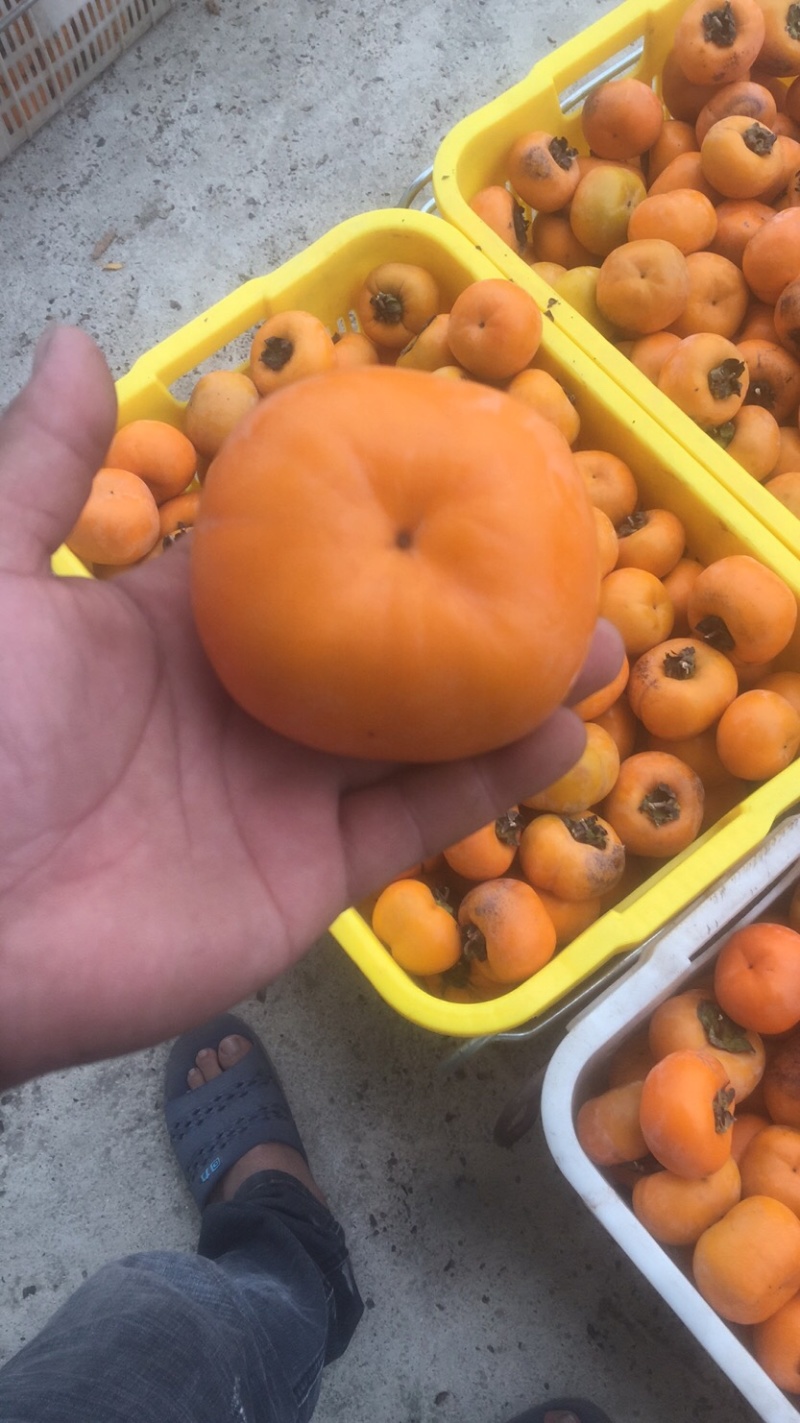 广西省桂林市恭城瑶族自治县莲花镇柿饼批发