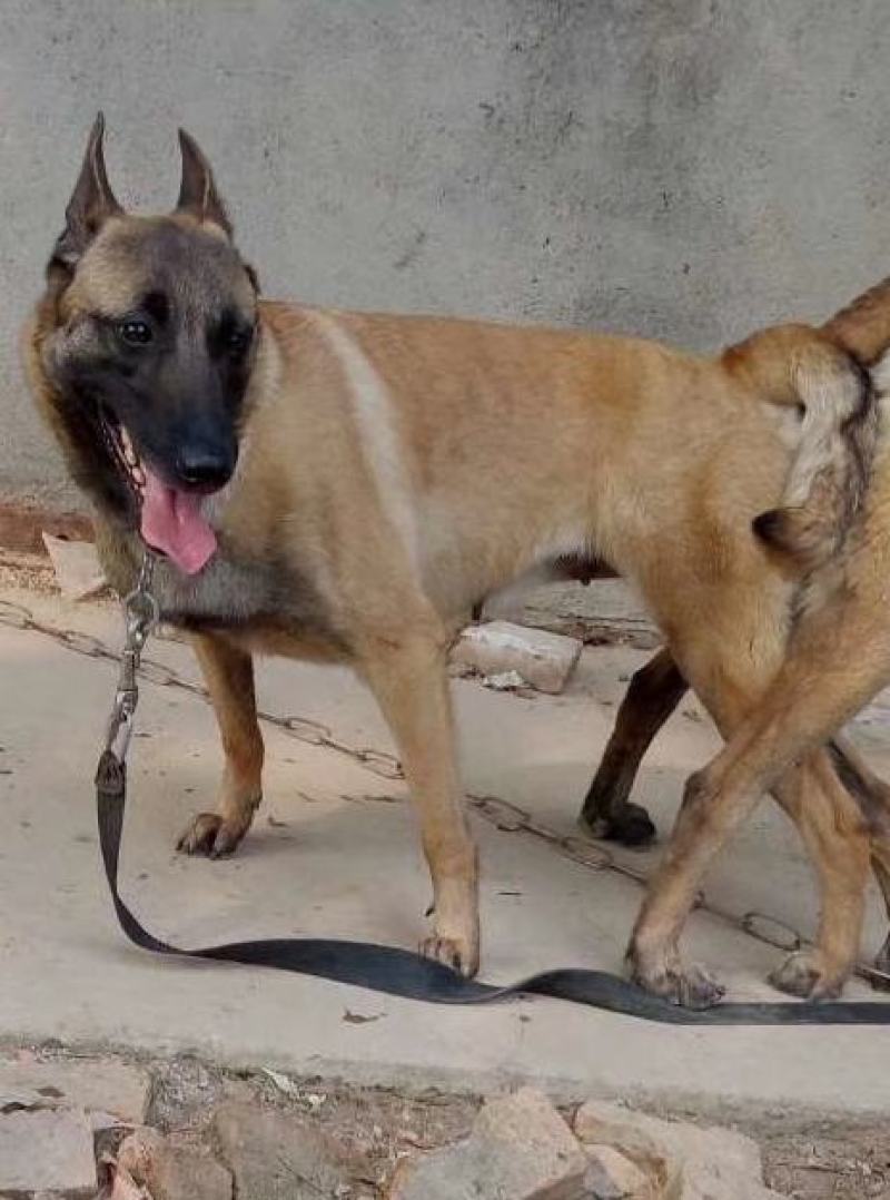 马犬，小马犬，广东，湖南，湖北，浙江.江西宜春市上高县