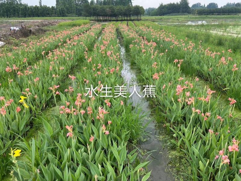 美人蕉美人蕉种子水生植物美人蕉种子红花美人蕉种子水生植物