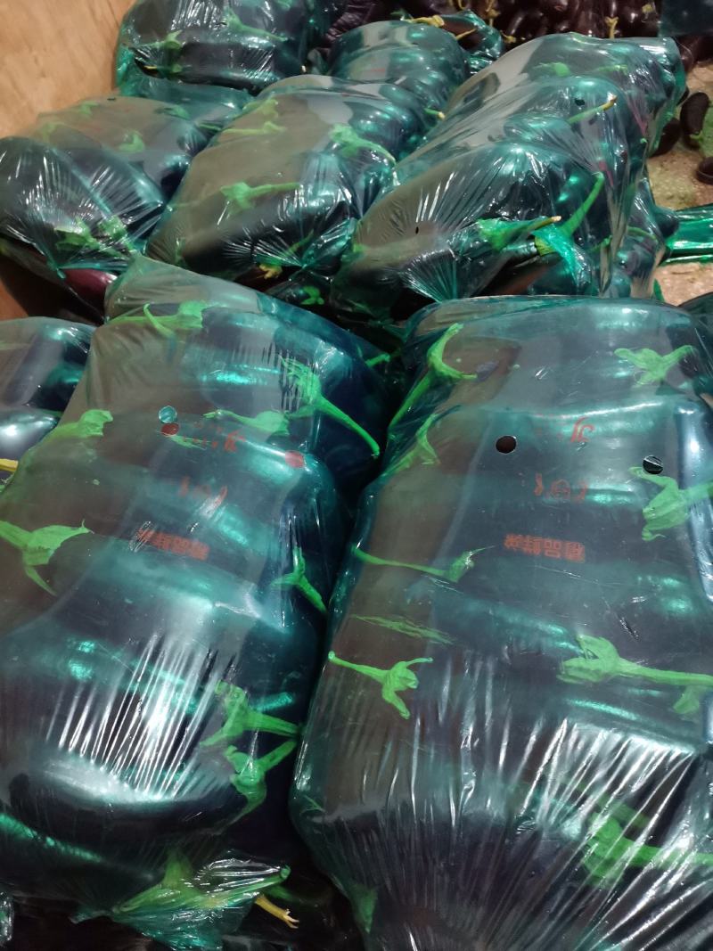 夏邑县大棚精品黑茄王大量供货中，各种包装齐全，质量保证。
