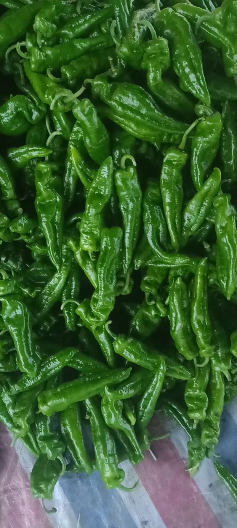 夏邑县大棚精品黑茄王大量供货中，各种包装齐全，质量保证。