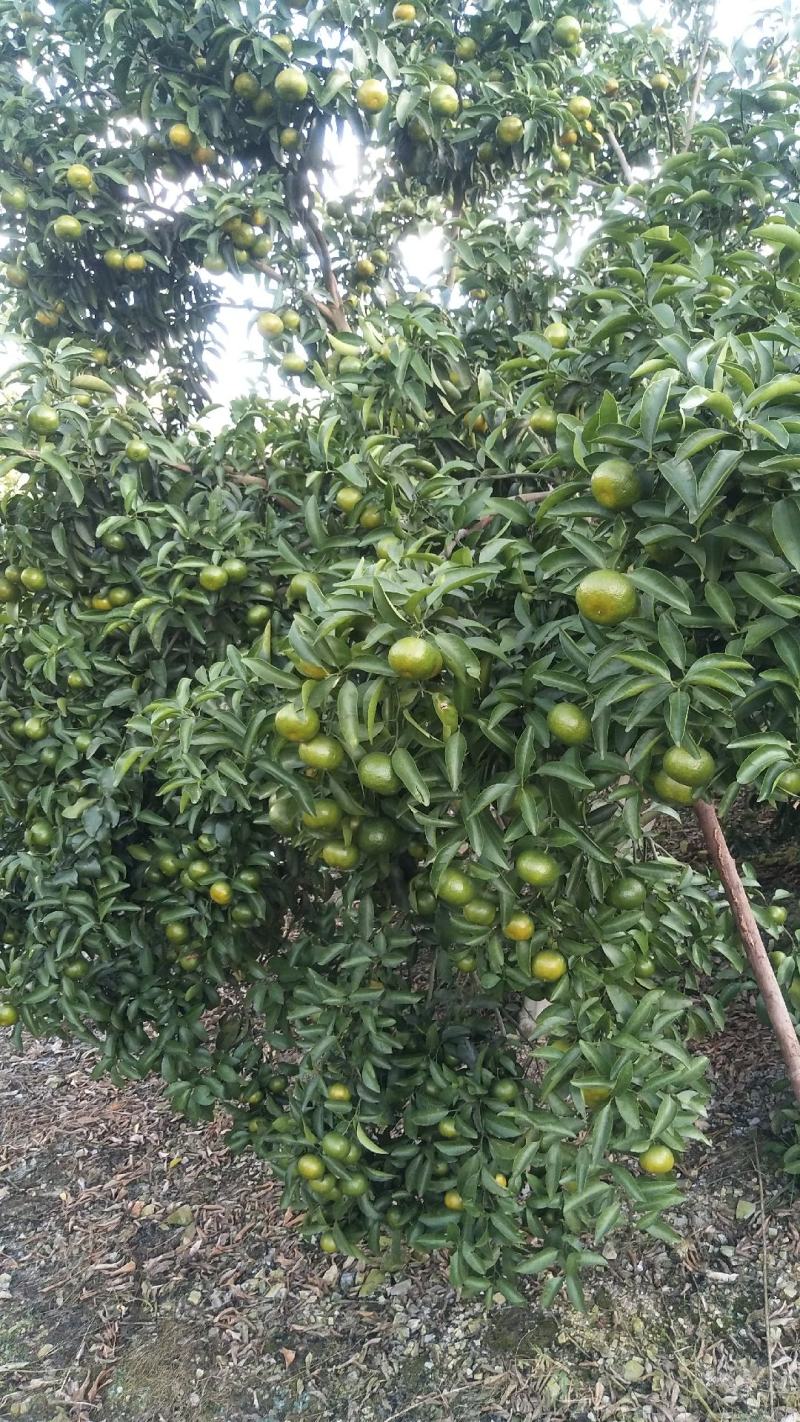 桂林清香橘青皮蜜桔上市中甘甜多汁毫无酸味一手货源