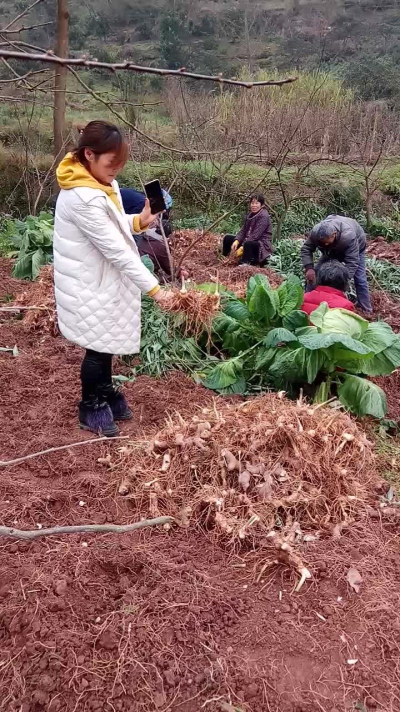 黄精基地直供，四川不倒苗品种