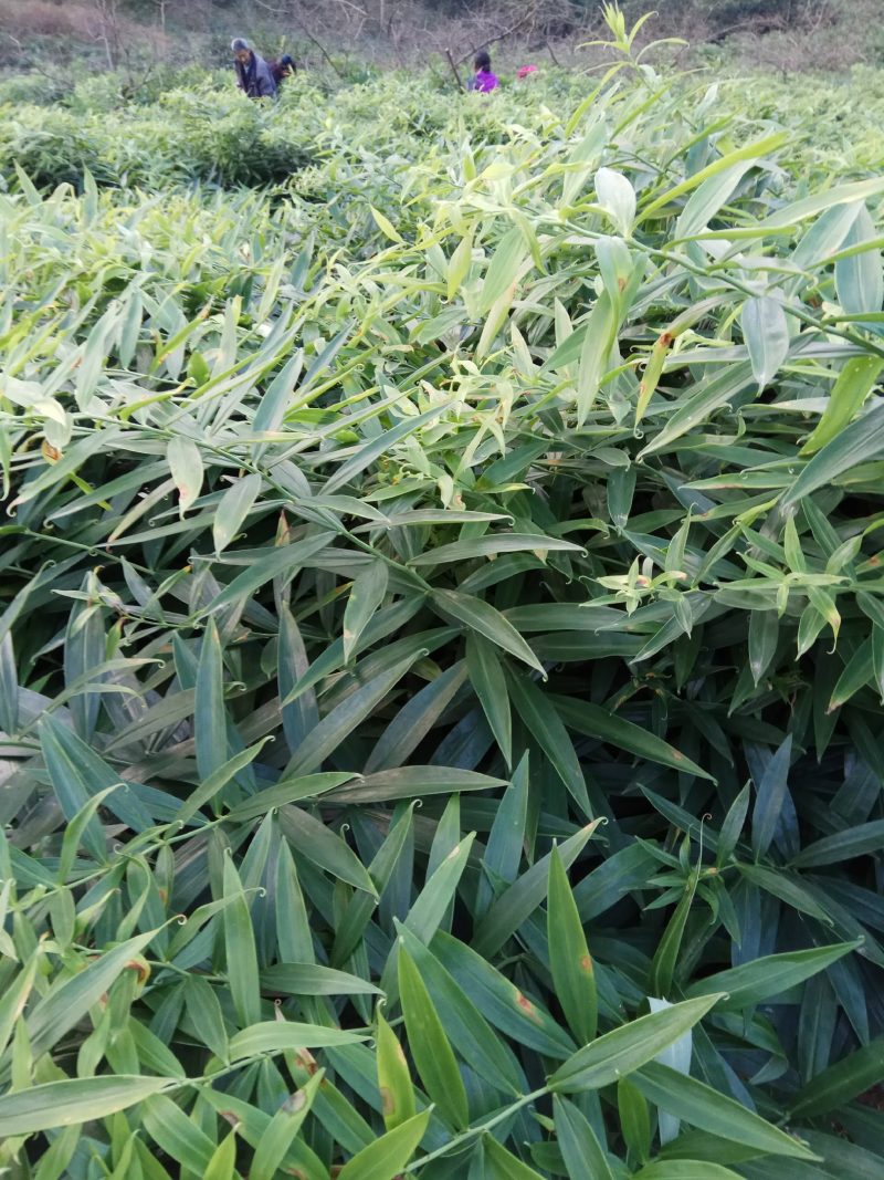 黄精基地直供，四川不倒苗品种