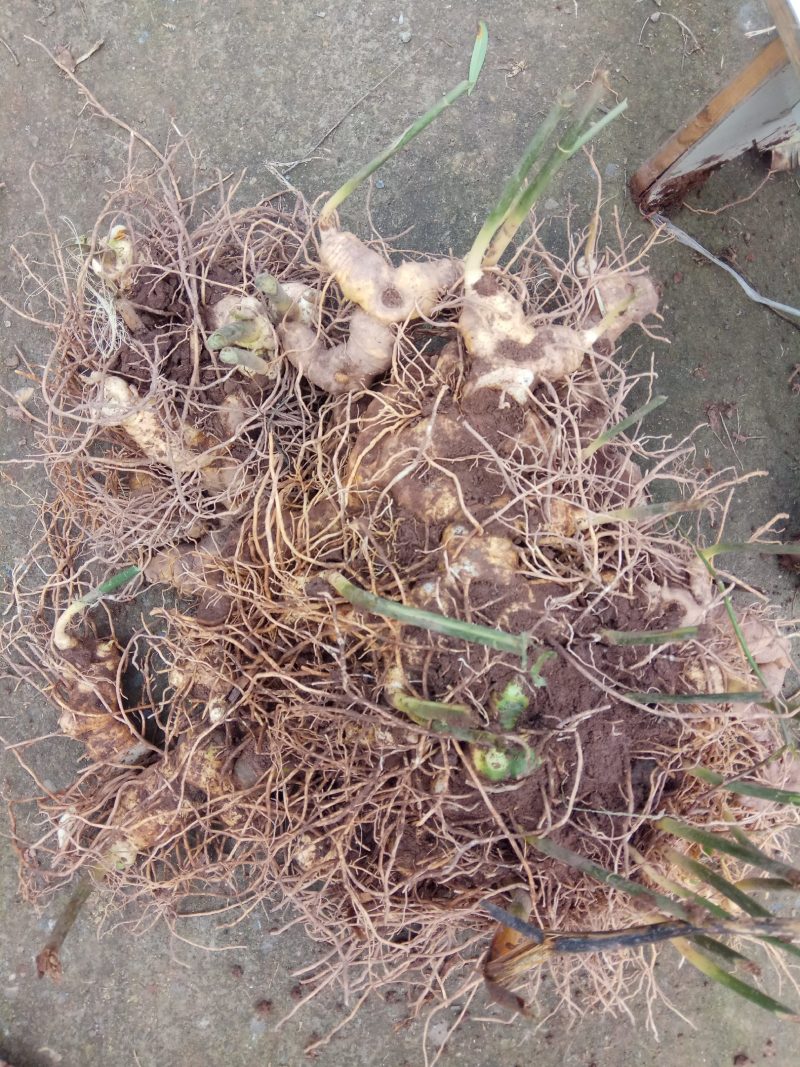 黄精基地直供，四川不倒苗品种