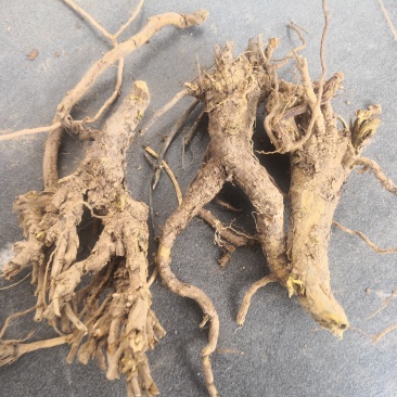 黄芩，干黄芩，自家种植的黄芩，产地直供，不包邮，2斤起