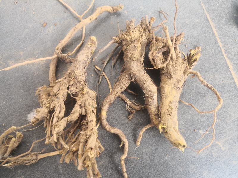 黄芩，干黄芩，自家种植的黄芩，产地直供，不包邮，2斤起