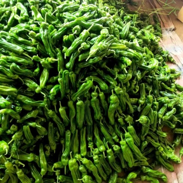 山东费县万亩芜湖椒大量上市现摘现发基地直供