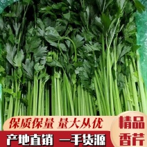 【精品】优质香芹小芹菜，带跟，可以水洗，散装，泡沫箱