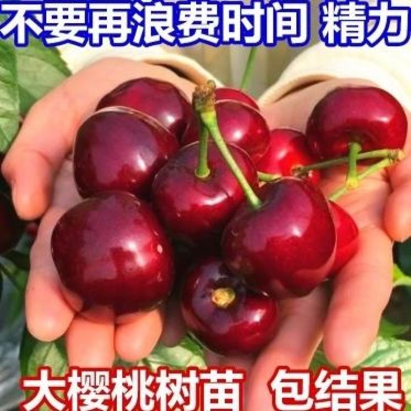 樱桃苗黑珍珠俄罗斯8车厘子基地直发甜度高个大