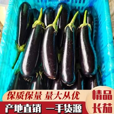 【精品】长茄大量上市一手货源产地直销保质保量
