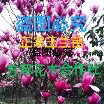 正宗玉兰苗免费包邮不与假货拼价格全部现挖现卖提供发票