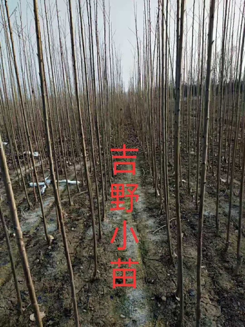 樱花苗染井吉野樱花苗。当年苗，成品嫁接苗