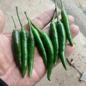 小米椒，产地直供，保质保量！精品包装！储存加工！