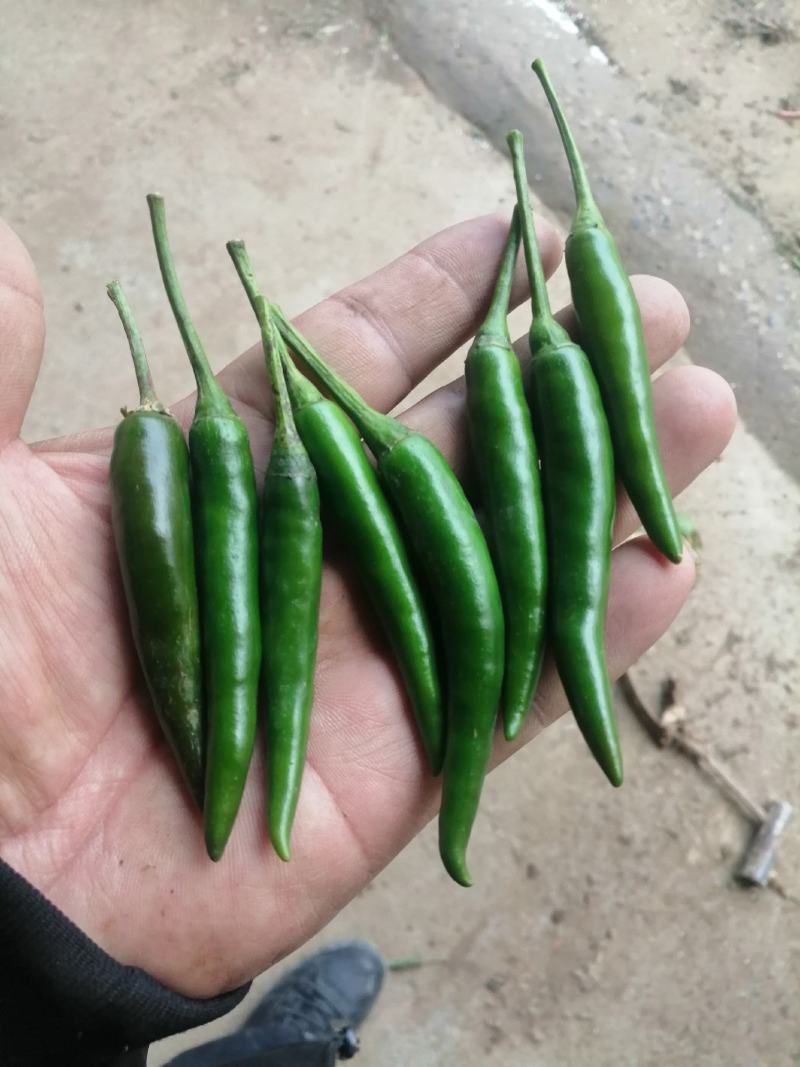 小米椒，产地直供，保质保量！精品包装！储存加工！