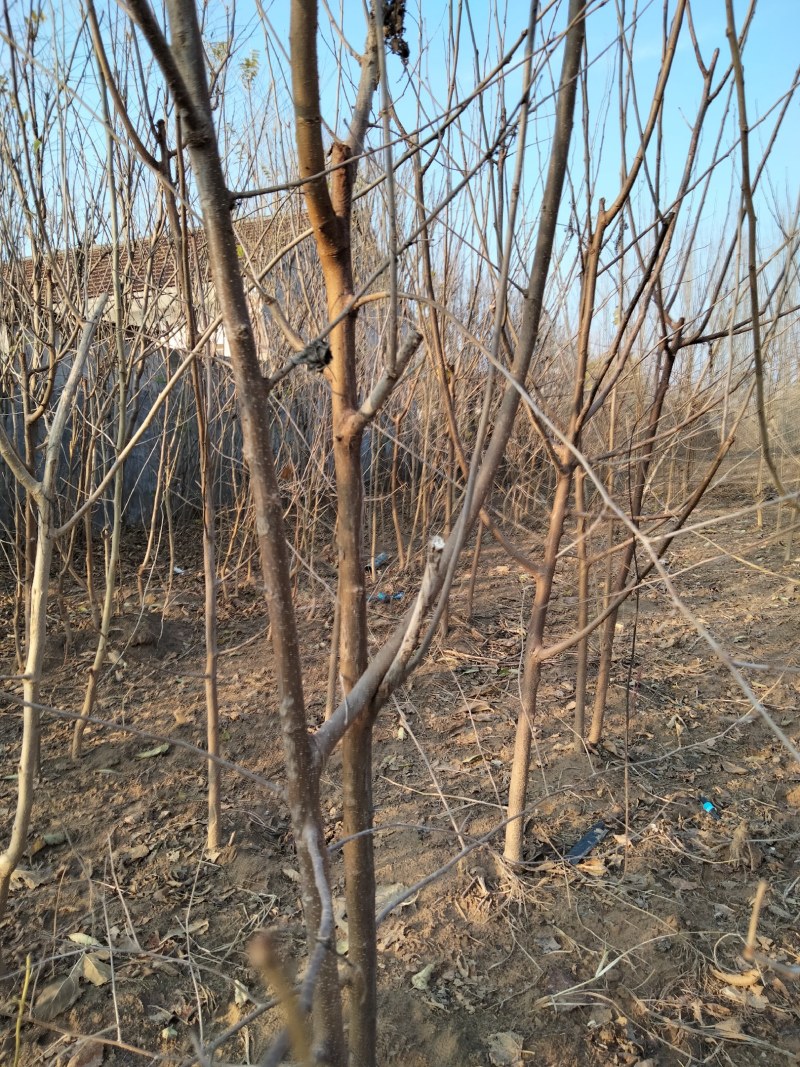 椹树苗`实生苗沙土地的