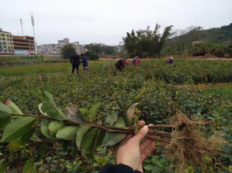 广西油茶苗实生苗袋苗营养杯苗裸根苗包邮