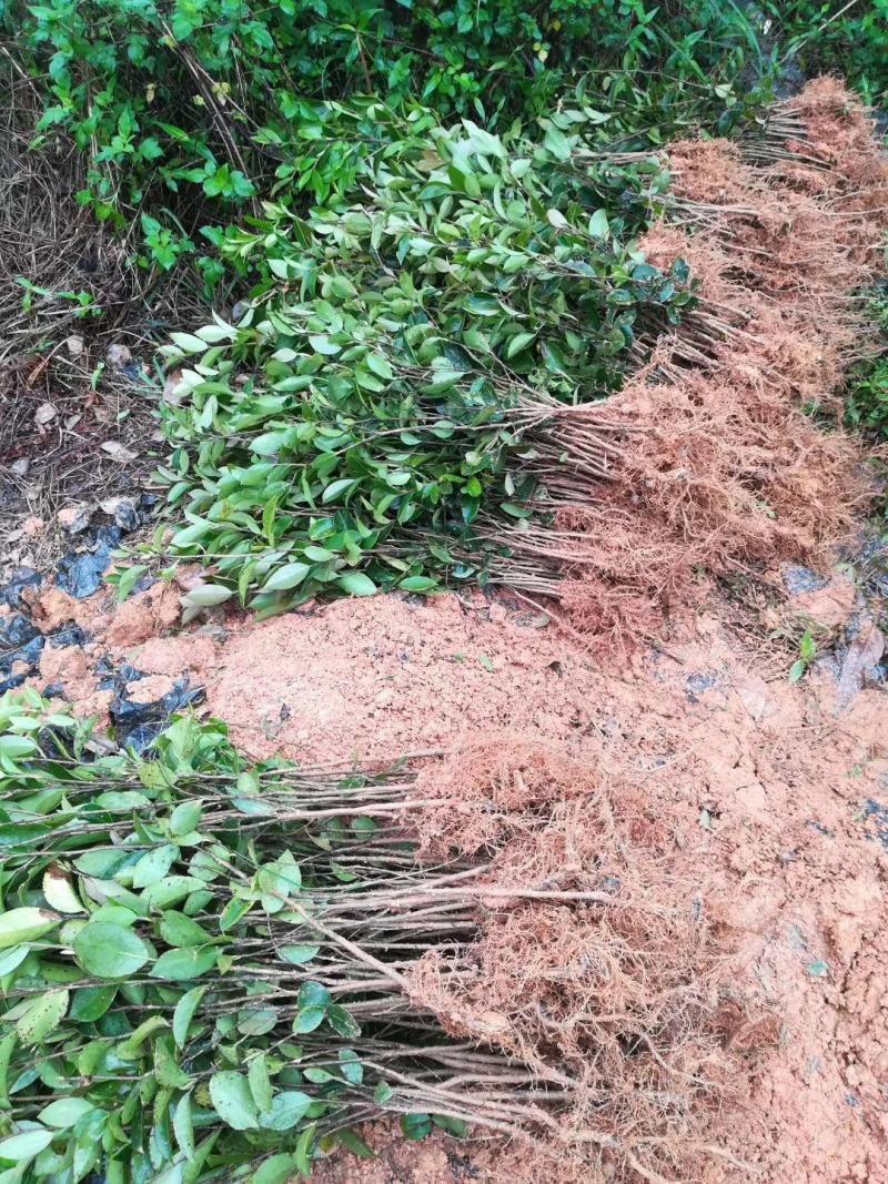 广西油茶苗实生苗袋苗营养杯苗裸根苗包邮